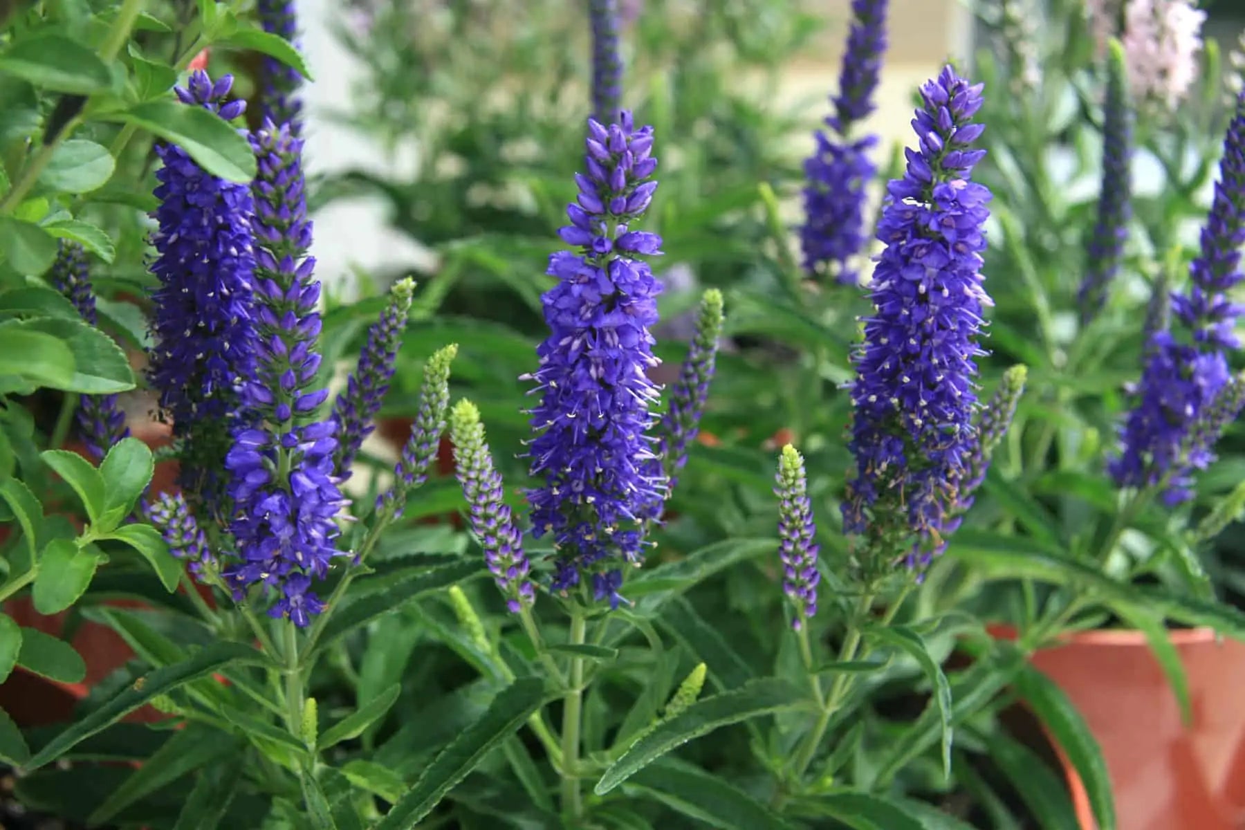 Veronica Blue Flower Seeds For Planting