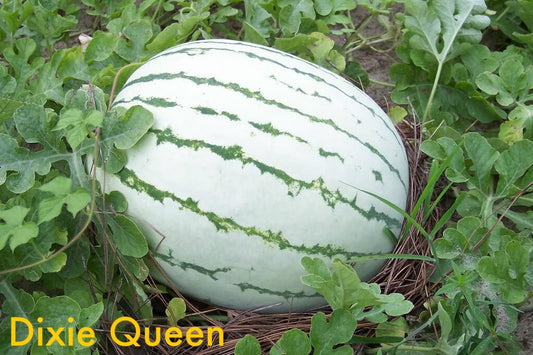 Dixie Queen Watermelon (Citrullus lanatus) seeds for planting