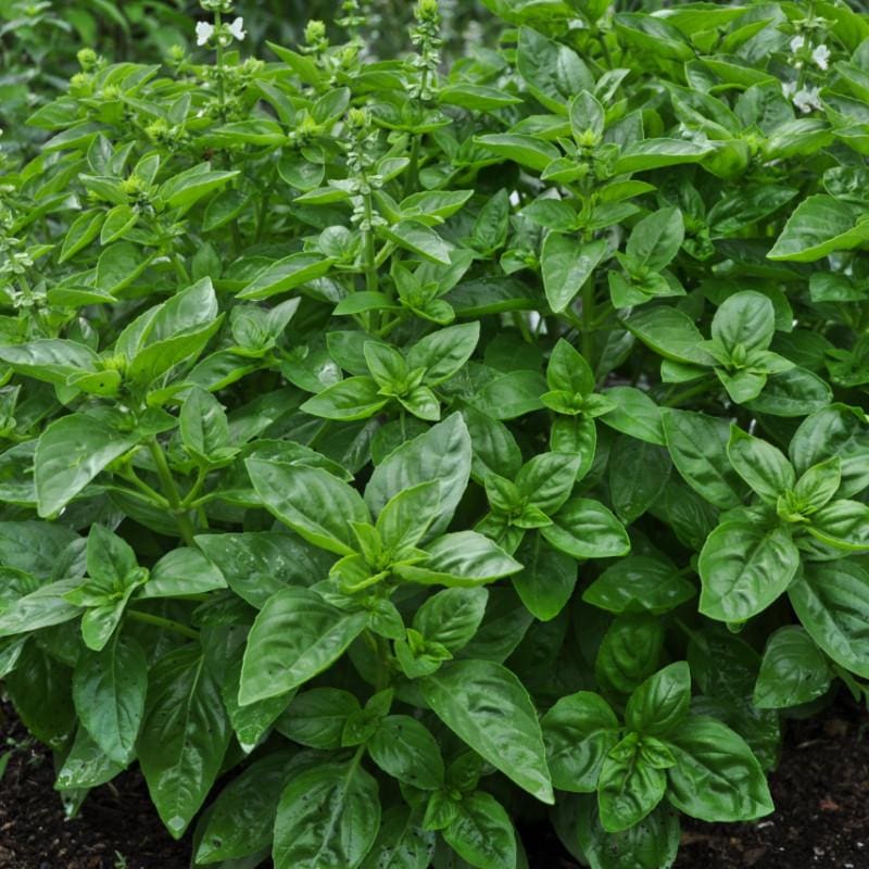 Dolce Fresca Basil compact mound grown from seeds in containers