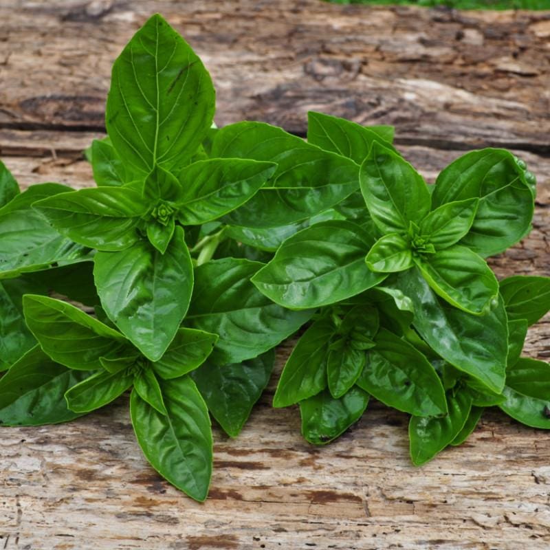 Rounded mound form of Dolce Fresca Basil grown from seeds