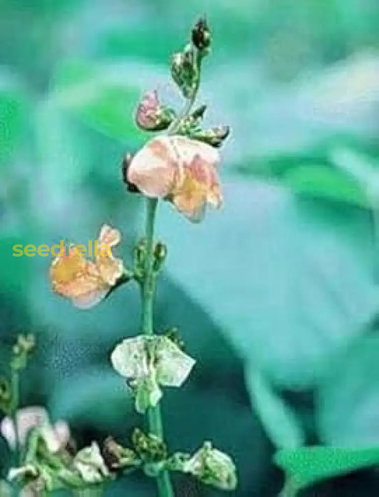 Dolichos Biflorus Seeds  Ideal For Home Gardens & Agriculture Plant Seeds