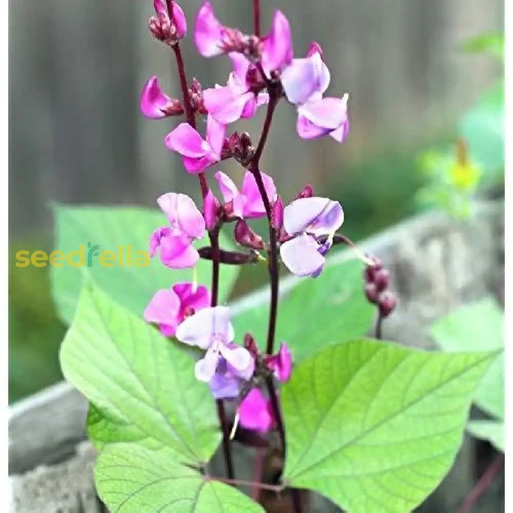 Dolichos Biflorus Seeds  Ideal For Home Gardens & Agriculture Plant Seeds