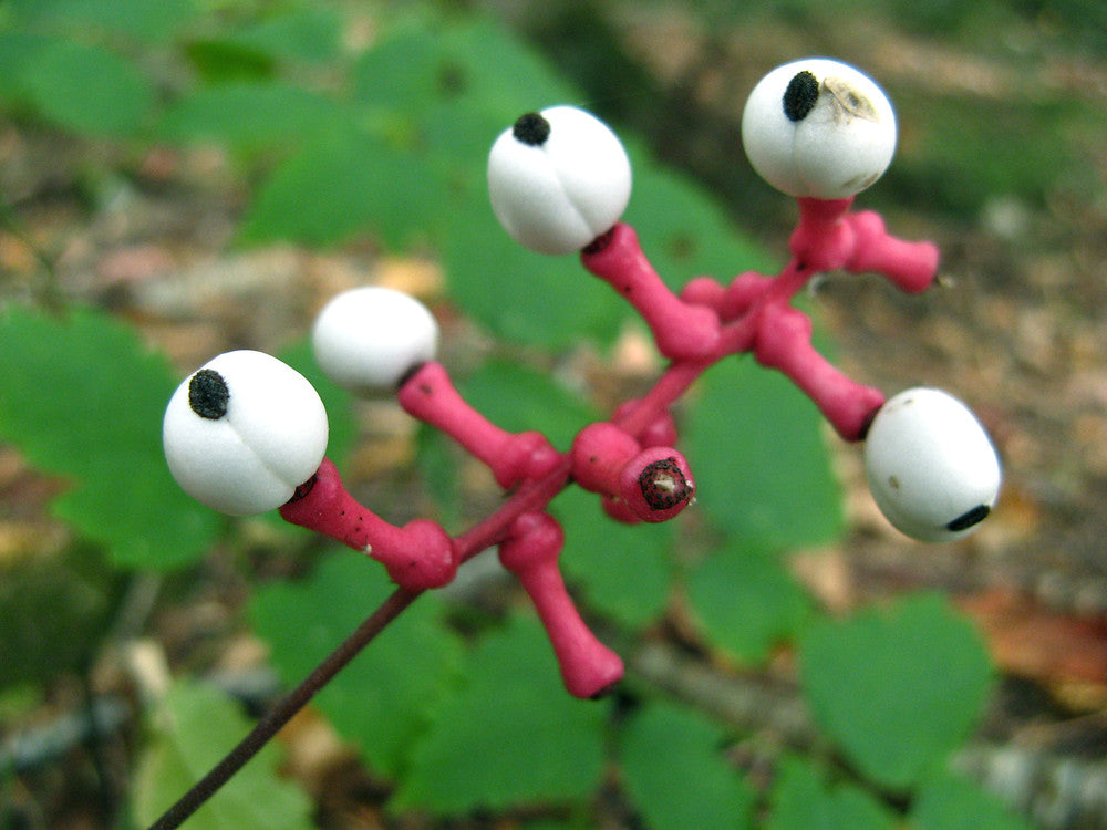 White Baneberry “doll’s eyes” fruit on stems
