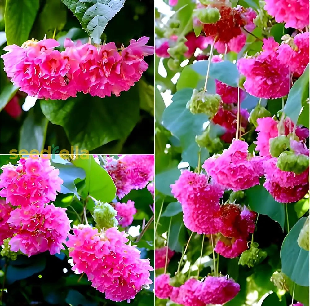 Dombeya Bourgassiae Pink Blossom Plant Seeds For Planting Flower