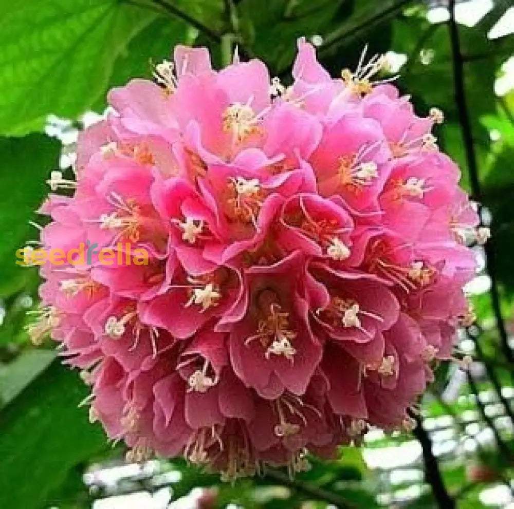 Dombeya Bourgassiae Pink Blossom Plant Seeds For Planting Flower