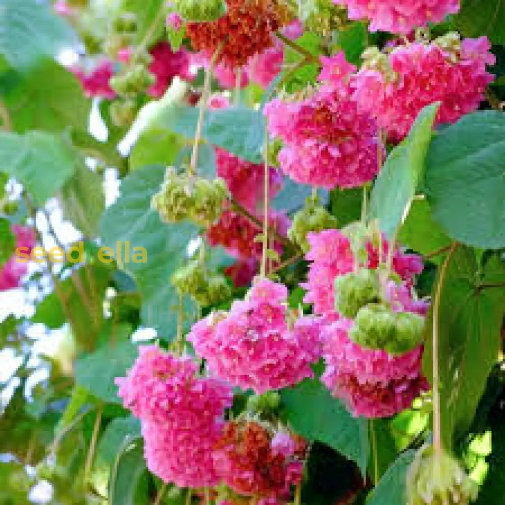 Dombeya Pink Flower Seeds For Planting - Vibrant Blooms Your Garden