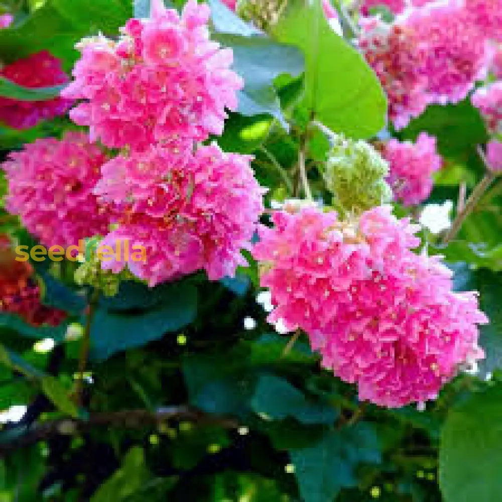 Dombeya Pink Flower Seeds For Planting - Vibrant Blooms Your Garden