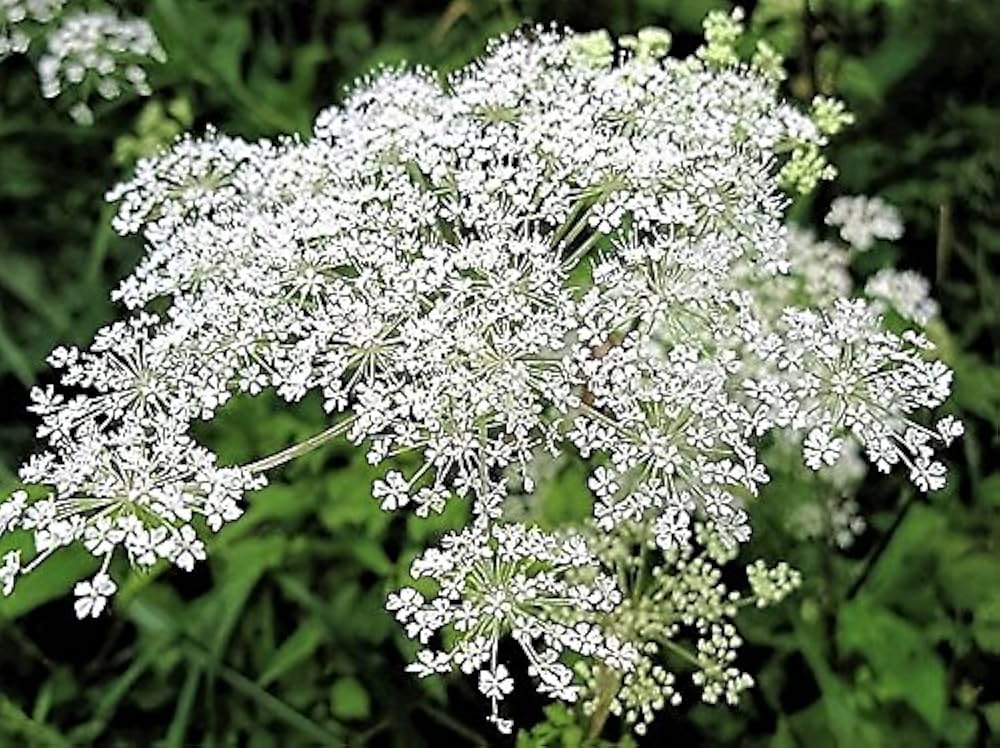 Dong Quai Female Ginseng growing in herbal garden