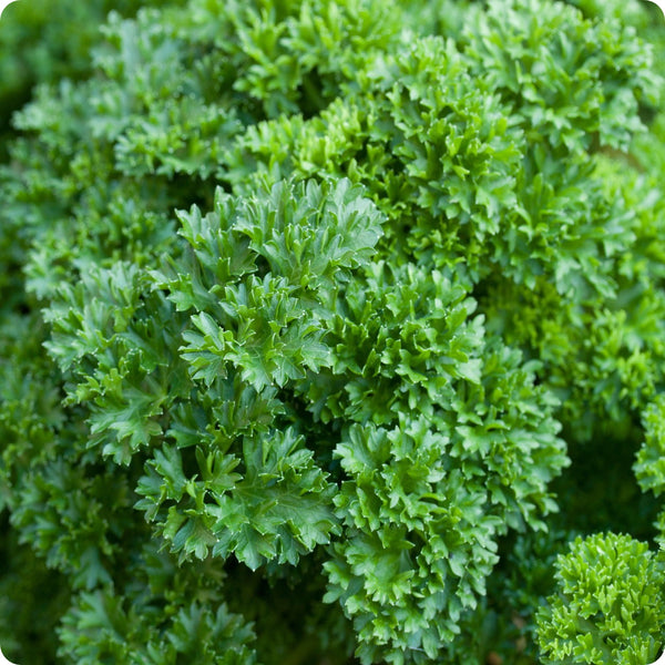 Double Curled Parsley seeds Petroselinum crispum curly plant