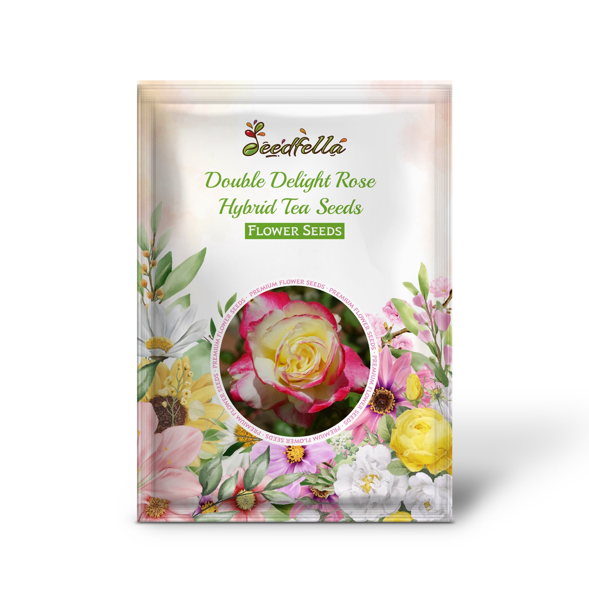 Double Delight Hybrid Tea Rose in full bloom