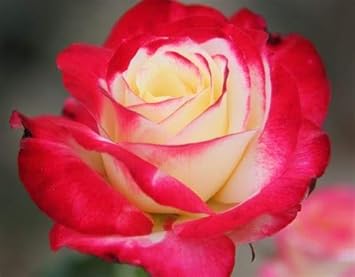 Double Delight Hybrid Tea Rose Seeds for Garden Planting