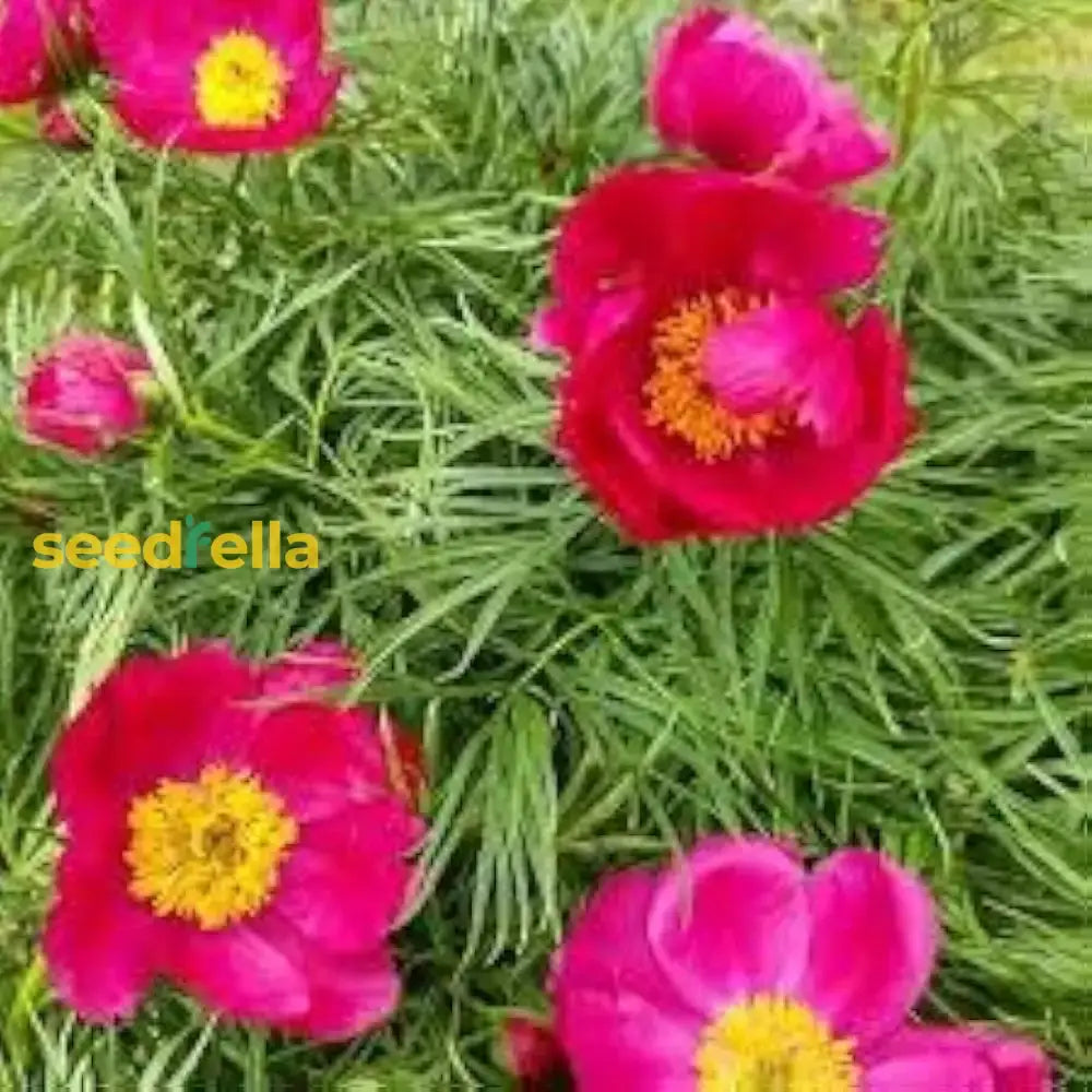 Double Flowering Fernleaf Peony Seeds For Planting - Premium Perennial Flower