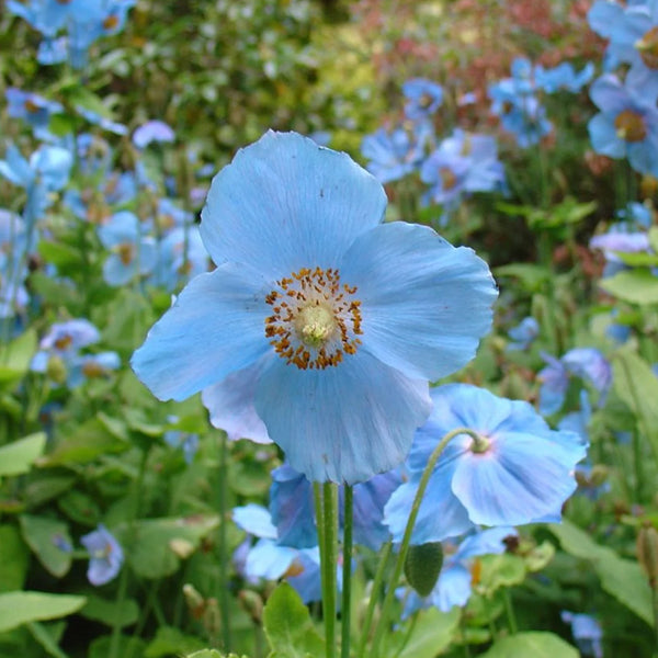 Double Hollyhock Alcea Rosea Sky Blue Seeds for Planting