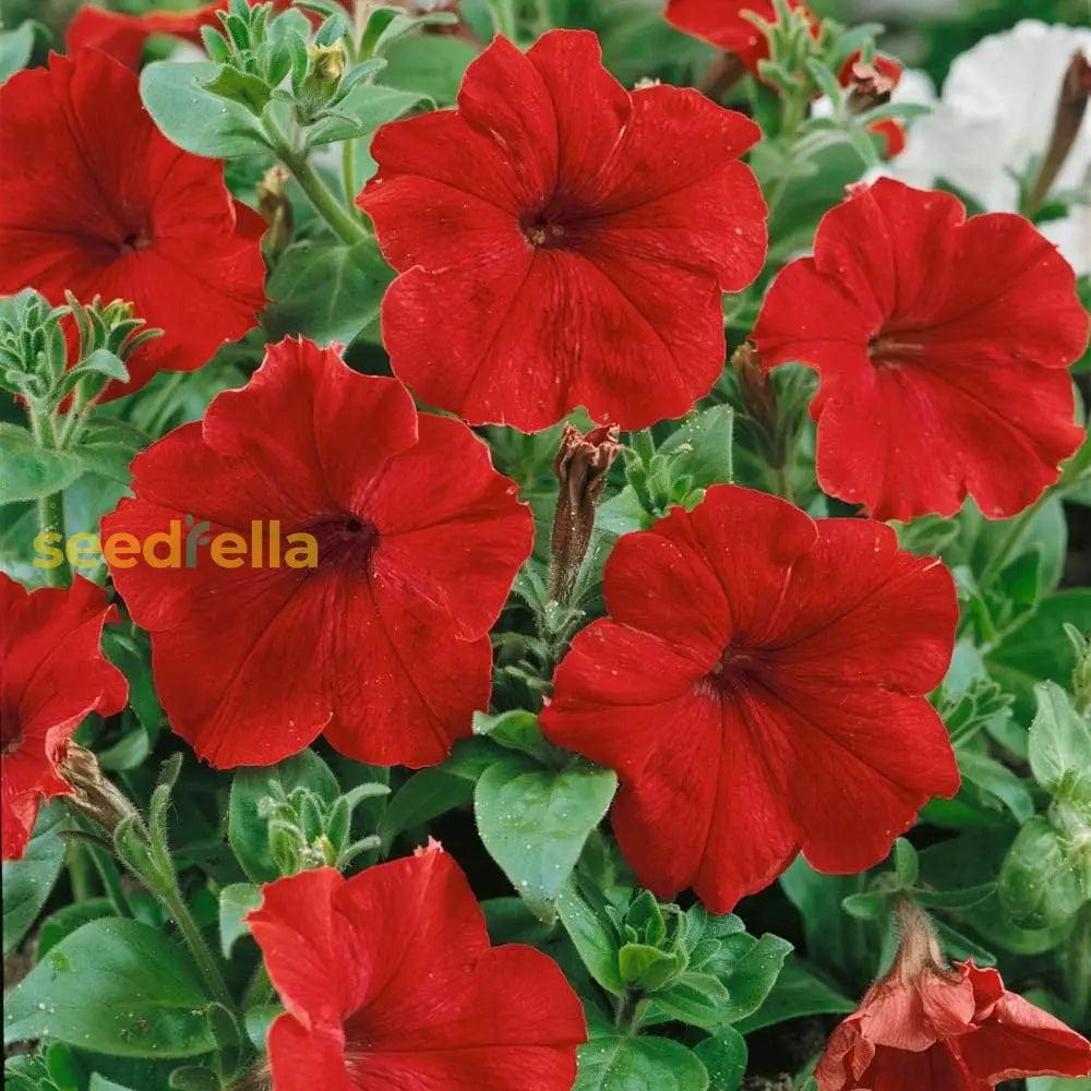 Double Madness Petunia Red Flower Planting Seeds - Vibrant Annual For Stunning Summer Blooms