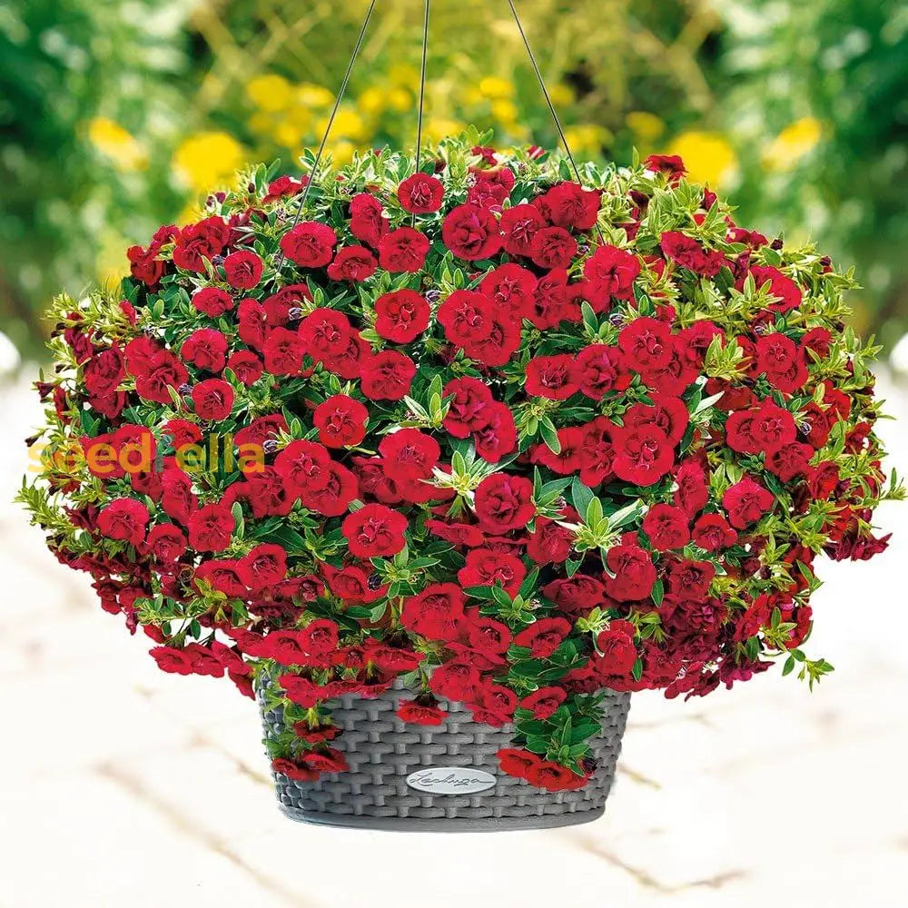 Double Madness Petunia Red Flower Planting Seeds - Vibrant Annual For Stunning Summer Blooms