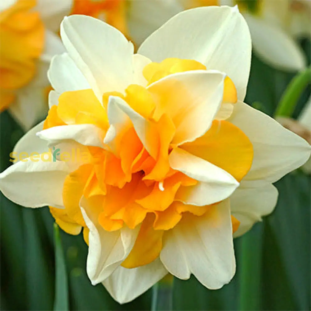 Double Narcissus Flower Seeds For Planting - White & Yellow Varieties