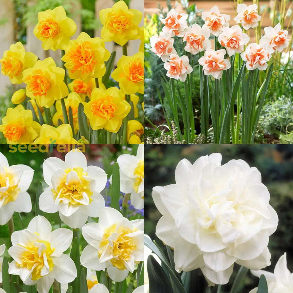 Double Narcissus Flower Seeds For Planting - White & Yellow Varieties