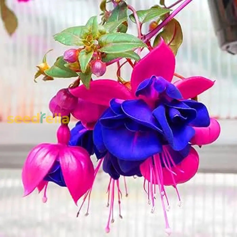 Double Petal Blue Fuchsia Seeds For Planting - Add Unique Blooms To Your Collection