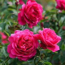 Close-Up of Double Petal Dark Pink English Rose