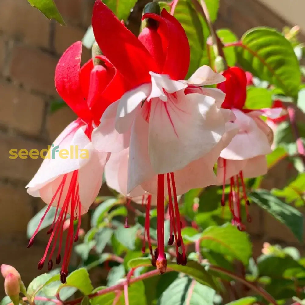 Double Petal Fuchsia Flower Seeds For Planting