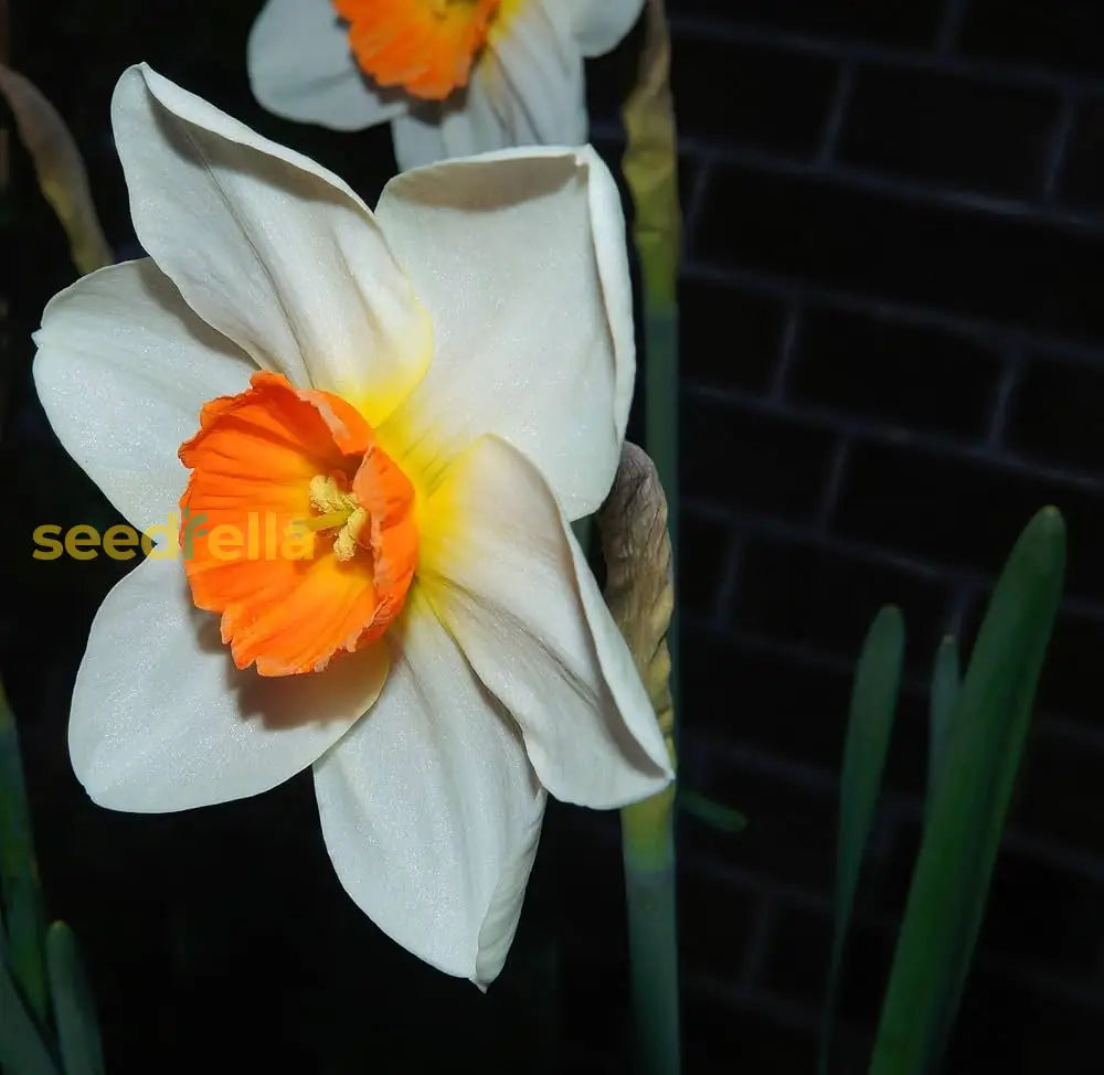 Double Petal Narcissus Daffodil Seeds - Vibrant White & Orange Flowers For Planting Flower