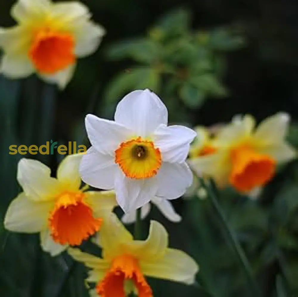 Double Petal Narcissus Daffodil Seeds - Vibrant White & Orange Flowers For Planting Flower