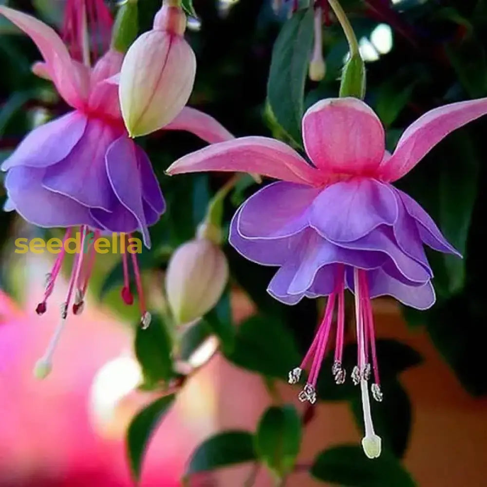 Double Petals Fuchsia Flower Seeds For Planting - Unique Purple And Pink Varieties