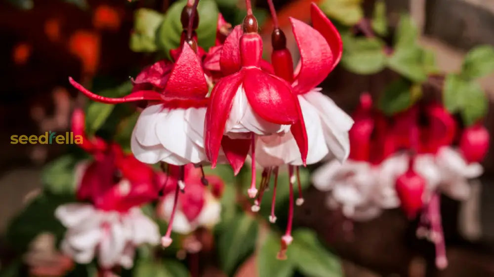 Double Petals Fuchsia Flowers Seeds For Planting - Vibrant Red Blooms Dynamic Displays