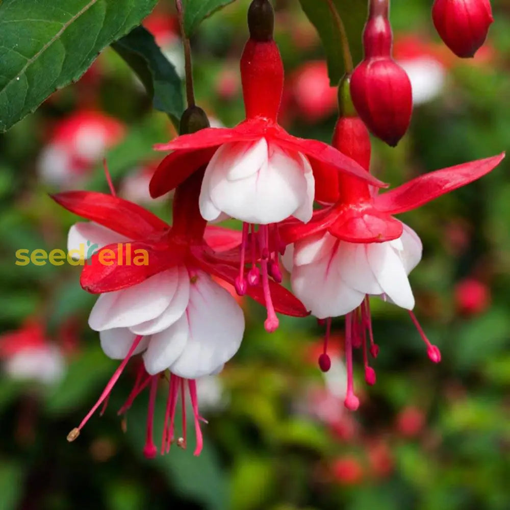 Double Petals Fuchsia Flowers Seeds For Planting - Vibrant Red Blooms Dynamic Displays