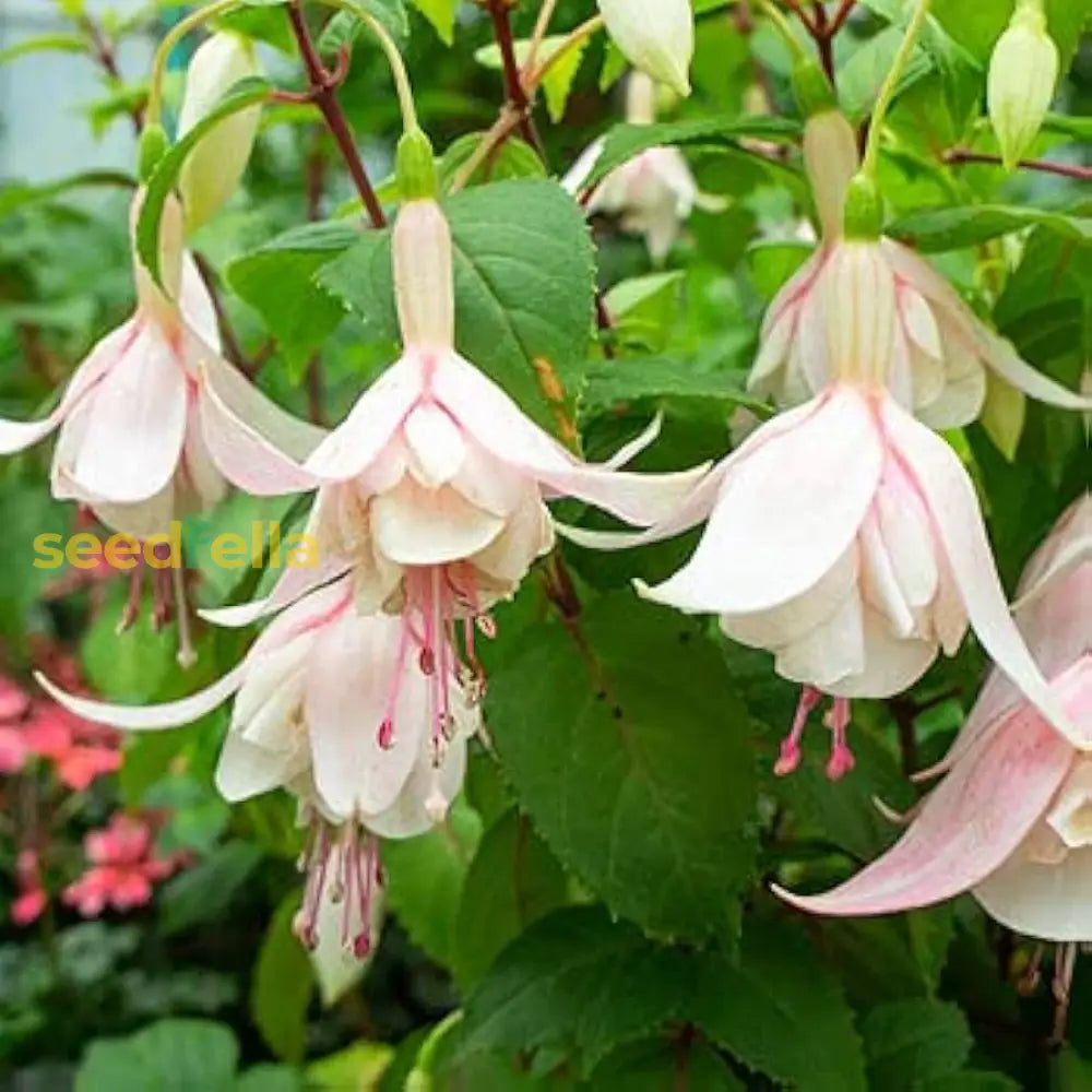 Double Petals Fuchsia Seeds For Planting | Cream Red Flower Vibrant Gardens