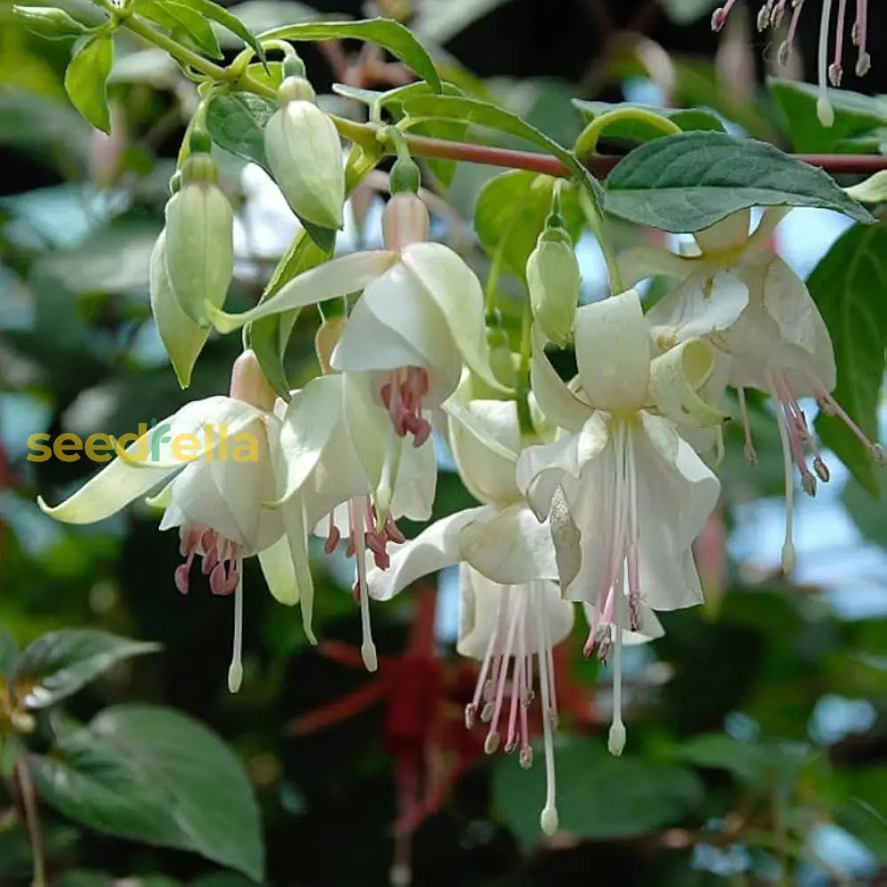 Double Petals Fuchsia Seeds For Planting | Cream Red Flower Vibrant Gardens