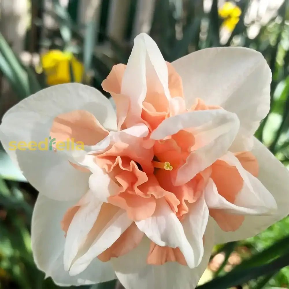 Double Petals Narcissus Seeds Daffodil Perennial Non-Gmo Great Entry-Level Plant Fragrant