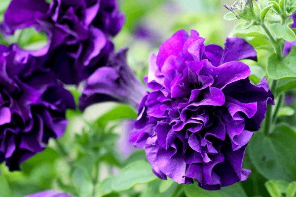 Double Flower Violet Petunia Seeds For Planting