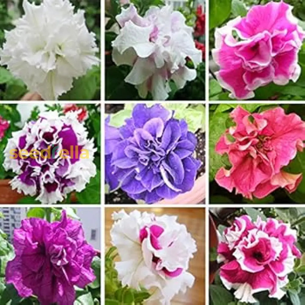 Double Petunia Planting Seeds - Stunning Blooms For Your Garden Flower