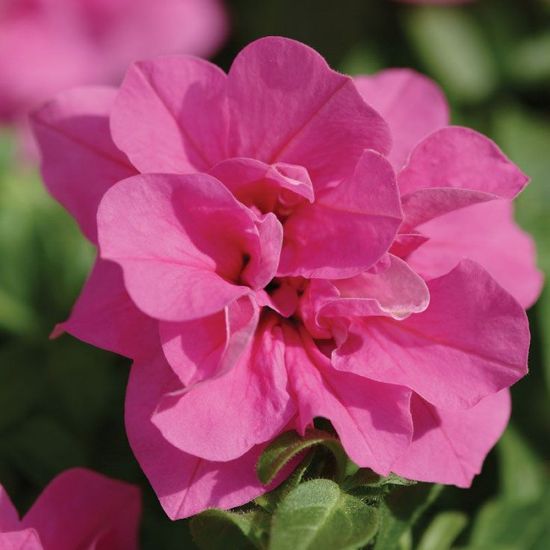 Double Petunia Seeds for Planting Pink Blooms