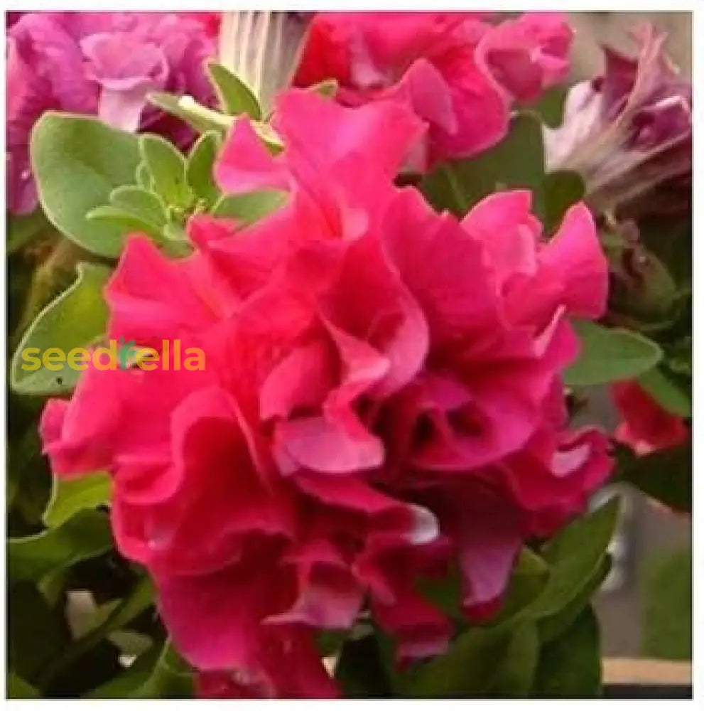 Double Pink Petunia Flower Seeds - Easy To Plant