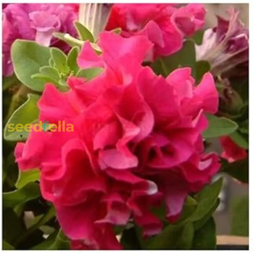 Double Pink Petunia Flower Seeds - Easy To Plant