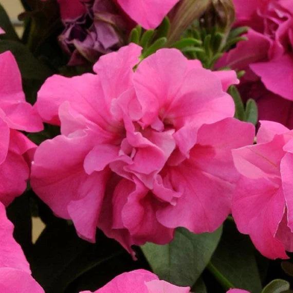 Double Pink Petunia Flowers in Hanging Basket