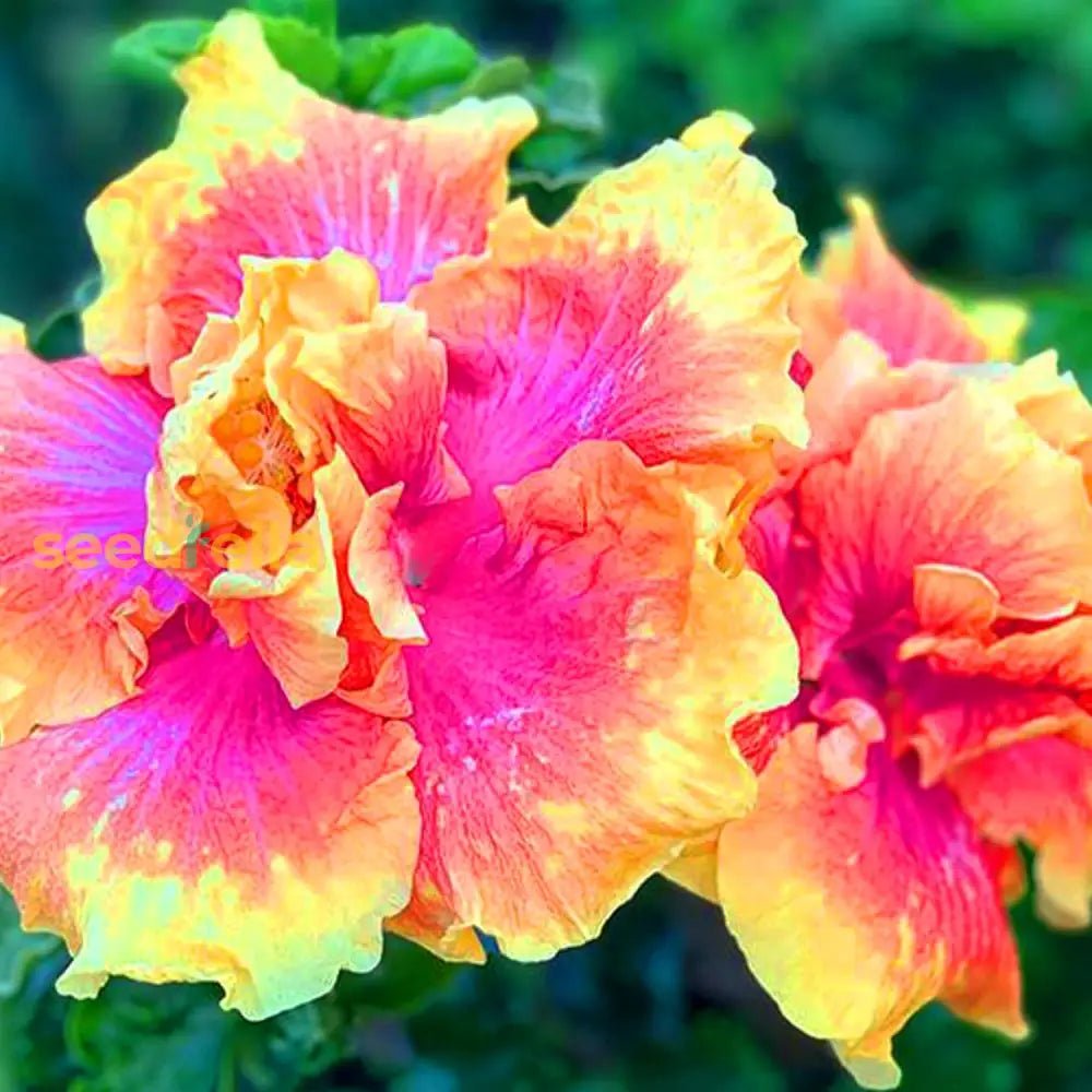 Double Pink Yellow Hibiscus Seeds - Hardy Flower Garden Exotic Perennial Seed For Winter Full Sun