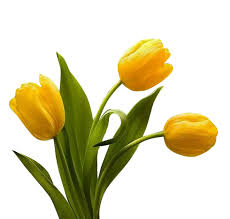 Yellow Tulip Flower Seeds for Planting – Heirloom NonGMO Organic Garden Seeds – Compact Growth High Germination
 
 Sale for planting in home garden