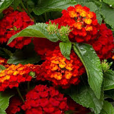 Red Yellow Lantana Flower Seeds Colorful Display Heirloom NonGMO Organic Garden Seeds for Planting
 
 Sale for planting in home garden