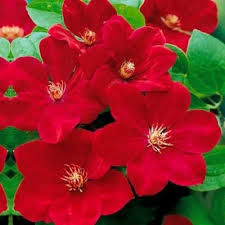 Deep Red Clematis Flower Seeds Drought Tolerant Heirloom NonGMO Organic Garden Seeds for Planting
 
 Sale for planting in home garden