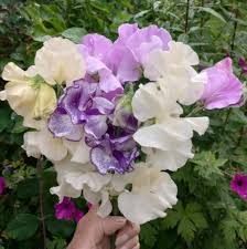 White Purple Sweet Pea Flower Seeds Fragrant Blossoms Heirloom NonGMO Organic Garden Seeds for Planting
 
 Sale for planting in home garden