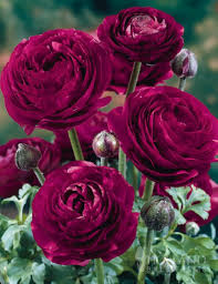 Burgundy Ranunculus Flower Seeds Hardy Variety Heirloom NonGMO Organic Garden Seeds for Planting
 
 Sale for planting in home garden