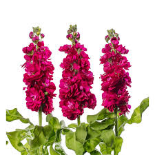 Red Matthiola Incana Flower Seeds Heirloom NonGMO Organic Garden Seeds for Planting
 
 Sale for planting in home garden