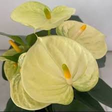 Yellow Anthurium Andraeanum Flower Seeds Pollinator Friendly Heirloom NonGMO Organic Garden Seeds for Planting
 
 Sale for planting in home garden