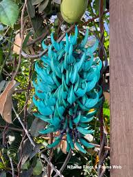 Black Strongylodon Macrobotrys Flower Seeds Long Bloom Season Heirloom NonGMO Organic Garden Seeds for Planting
 
 Sale for planting in home garden