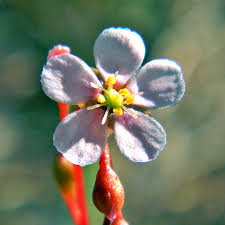 Pink Sundew Flower Seeds for Planting Heirloom NonGMO High Germination Organic Garden Seeds
 
 Sale for planting in home garden