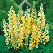 Light Yellow Lupine Flower Seeds for Planting Heirloom NonGMO Hardy High Germination Organic Garden Seeds
 
 Sale for planting in home garden