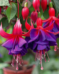 Purple Red Fuchsia Hybrida Flower Seeds for Planting Heirloom NonGMO Easy to Grow Organic Garden Seeds
 
 Sale for planting in home garden